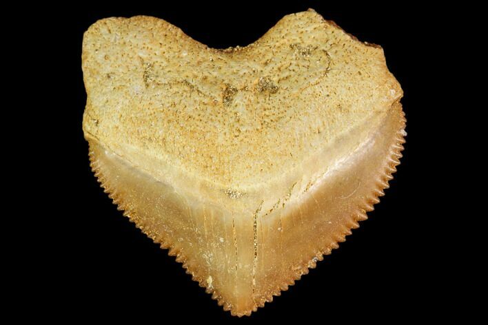 Fossil Crow Shark (Squalicorax) Tooth - Morocco #110048